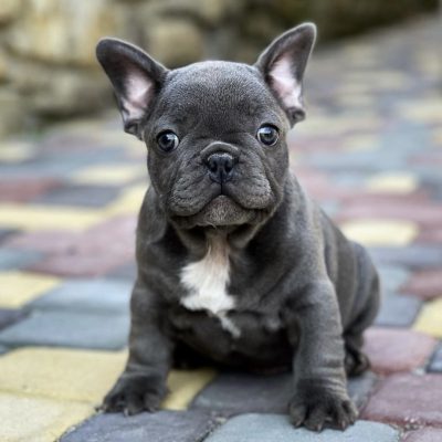 Pawfect Mini French Bulldogs – French Bulldog puppies for sale